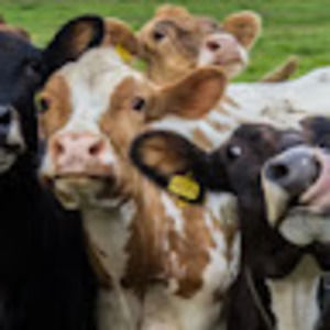 Meet your Posher, Molly